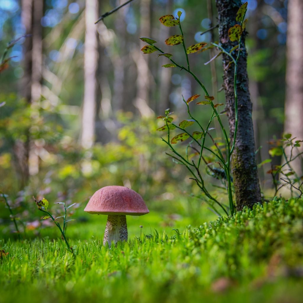 The Enchanting Forest: A Haven for Mushroom Hunters Worldwide